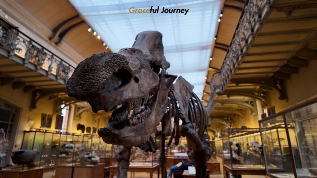 パリ_自然史博物館2